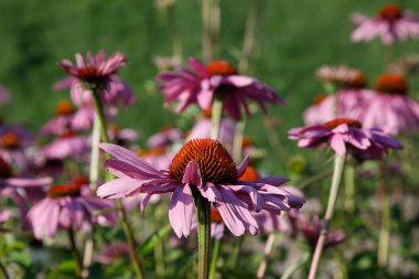 yaz günü güzel Ekinezya çiçek