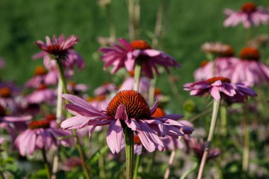 yaz günü güzel Ekinezya çiçek