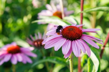 yaz günü güzel Ekinezya çiçek