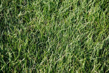 Yeşil doku doğal çim arka plan 
