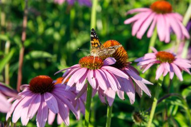 Avrupa tavuskuşu (Aglais io) kelebek mor bir Ekinezya koni çiçek