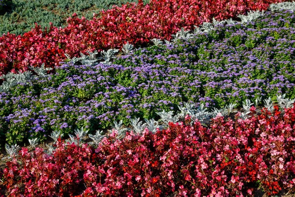 Background or texture of red colors of begonia and blue ageratum