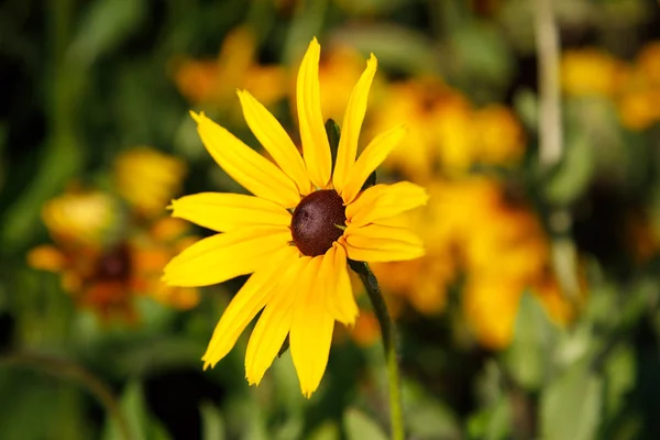 Black eyed susans or Yellow Ox-eye Daisy. Image of black, brown, susan