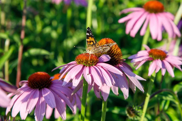 Avrupa tavuskuşu (Aglais io) kelebek mor bir Ekinezya koni çiçek