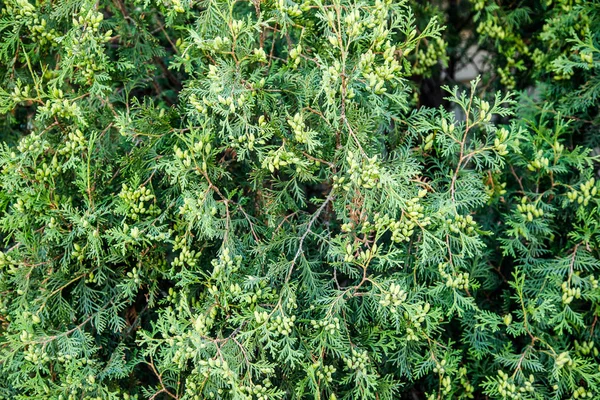 Juniper Gałęzie Zielona Naturalna Tekstura — Zdjęcie stockowe