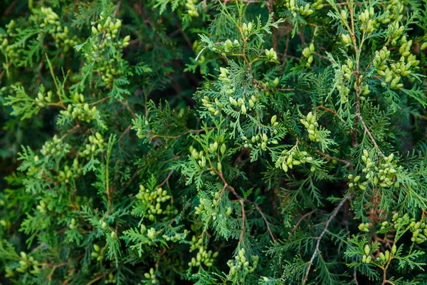 Juniper Branches Green Natural Texture — Stock Photo, Image