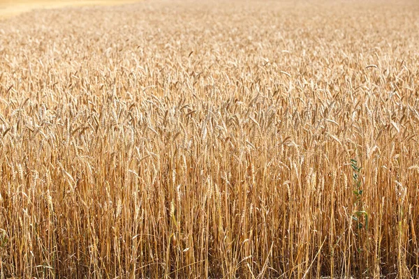 Pole zralá pšenice — Stock fotografie