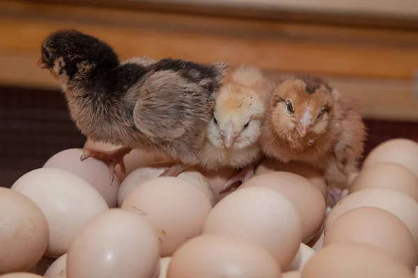 农场里吃鸡蛋的新生鸡 — 图库照片