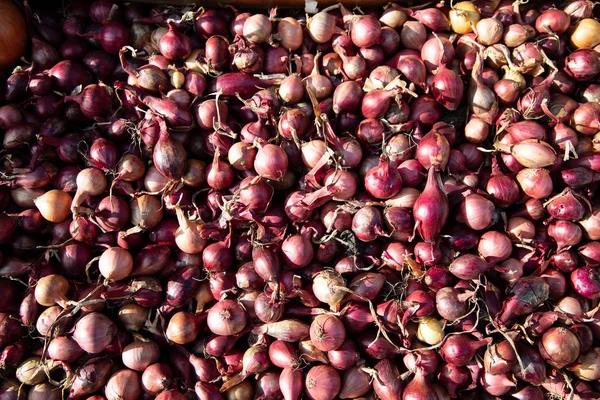 Mudas Cebola Roxa Para Semear Fundo Cebolas — Fotografia de Stock