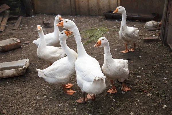Ομάδα White Goose Στον Κήπο — Φωτογραφία Αρχείου