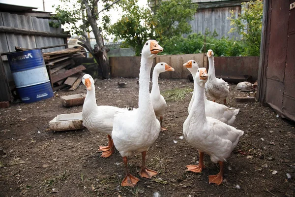 Groupe Oie Blanche Dans Jardin — Photo