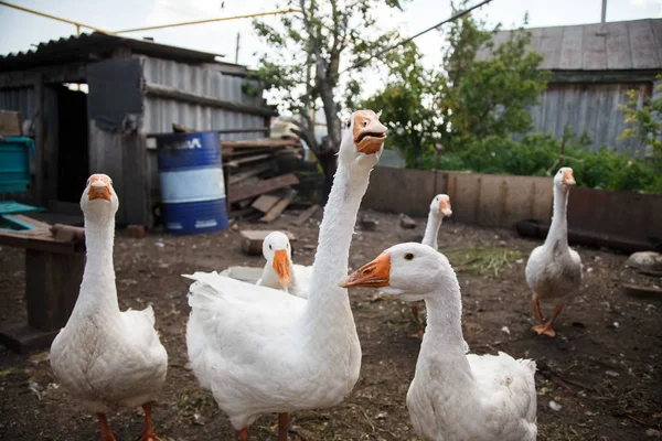 Groupe Oie Blanche Dans Jardin — Photo