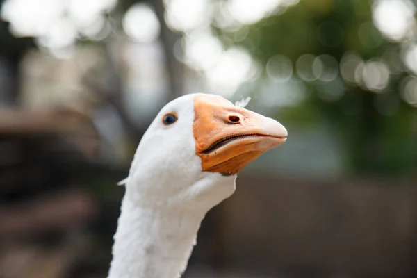 Bico Rosto Ganso Branco — Fotografia de Stock