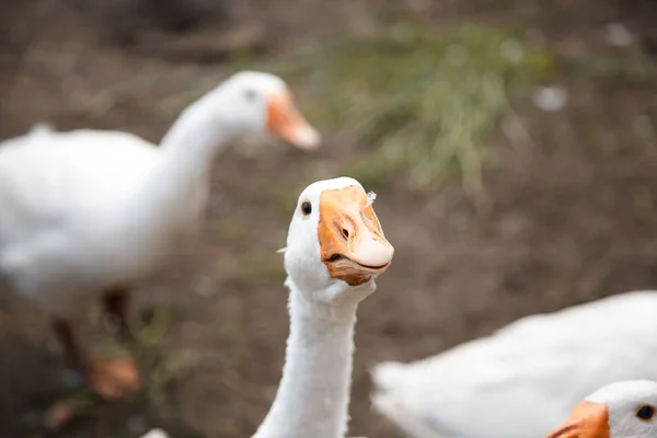 Beak Face White Goose Royalty Free Stock Photos