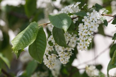 Kuş Kirazı Çiçekleri. Kuş-Kiraz Ağacı İlkbaharı