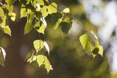 Güneş tarafından aydınlatılmış taze huş yaprakları.