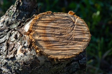 Elma ağacının dokusu kesilir. Yıllık halkalarla gövdenin bir kesiti.