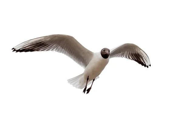 Flying Common Seagull Isolated White Background — Stock Photo, Image