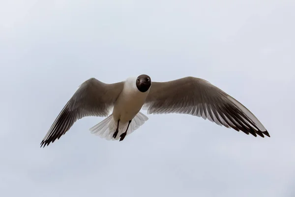 空を飛ぶ共通のカモメ — ストック写真