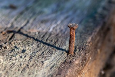 Eski bir tahtadan çıkan paslı çivi.
