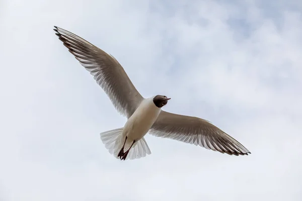 Flying Common Seagull Sky — Stock Photo, Image