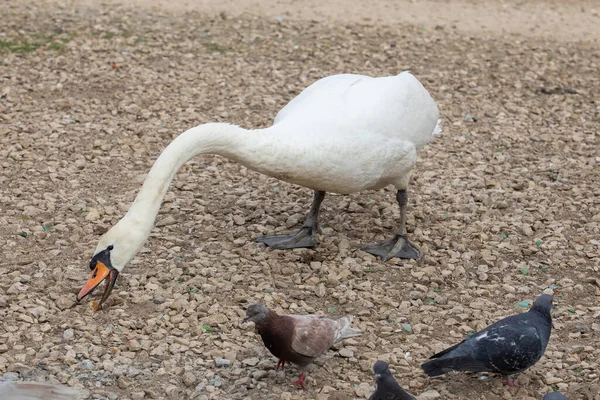 Cygne Blanc Sur Plage Sable Fin — Photo