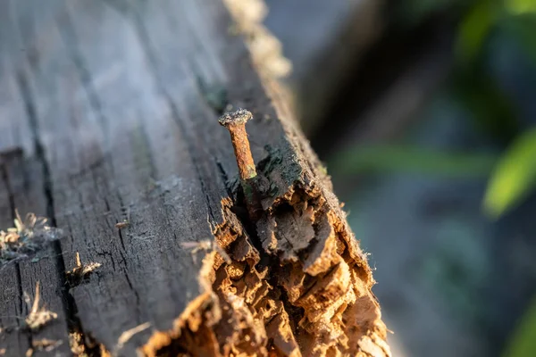 rusty nail sticking out of an old board