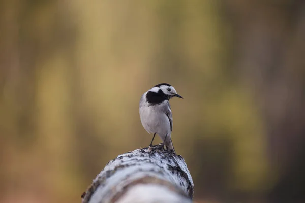 灰色と黒の羽を持つ宙ハックン 義人アルバ 鳥の肖像を閉じます 白鶺鴒はラトビアの国民の鳥 — ストック写真