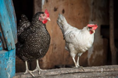 Çiftliğe tavuk getirmişler. Kümes hayvanları hakkında tarım kavramı