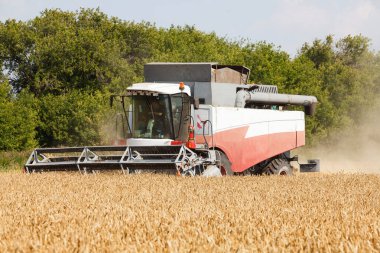 Kazan / Rusya, 22 Ağustos 2019: Çok geniş bir buğday tarlasında çalışan hasat işçisi