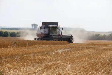 Kazan / Rusya, 22 Ağustos 2019: Çok geniş bir buğday tarlasında çalışan hasat işçisi