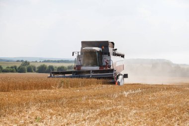 Kazan / Rusya, 22 Ağustos 2019: Çok geniş bir buğday tarlasında çalışan hasat işçisi