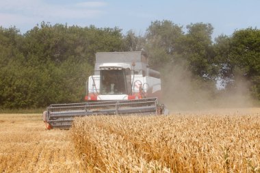 Kazan / Rusya, 22 Ağustos 2019: Çok geniş bir buğday tarlasında çalışan hasat işçisi