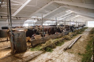 tarım endüstrisi, çiftçilik ve hayvancılık kavramı - inek çiftliğinde saman yiyen inek sürüsü