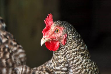 Çiftlikteki tavuk kafası. Kümes hayvanları hakkında tarım kavramı