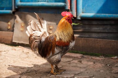 Çiftlikteki horoz. Kümes hayvanları hakkında tarım kavramı