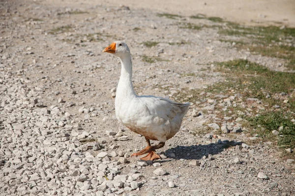 Des Bernaches Domestiques Paissent Les Animaux Des Plumes Oie Oie — Photo