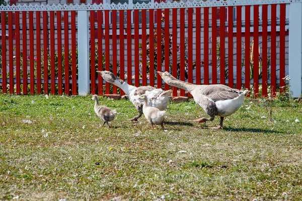 Les Bernaches Domestiques Paissent Les Animaux Des Plumes Oie Oies — Photo