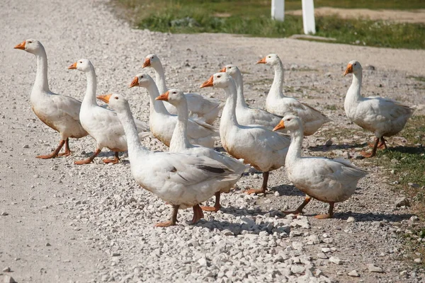 Domestic geese graze. Pets. Goose feathers. Geese on the street.