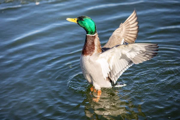 Drake Mallard Duck Flapping His Wings Lake Green Head Bird — Stock Photo, Image