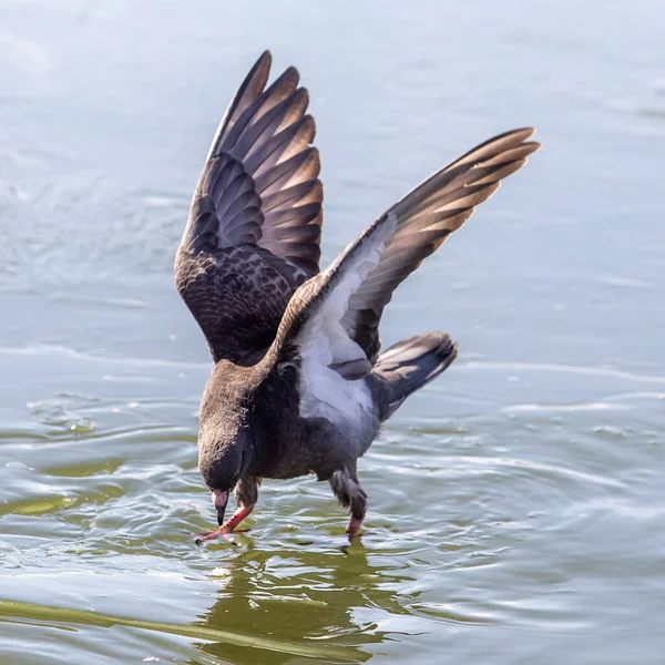 Single Flying Rock Pigeon Wings Wide Open — Stock Photo, Image