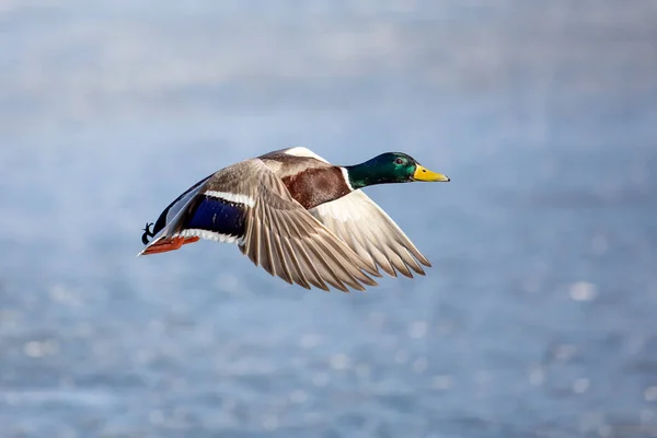 Single Flying Mallard Duck Wings Wide Open Flight Early Spring — Stock Photo, Image