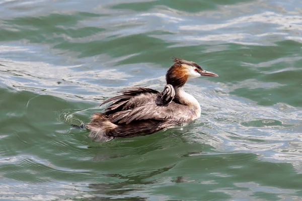 Ein Haubentaucher Schwimmt Mit Seinen Jungen Wasser Des Sees — Stockfoto