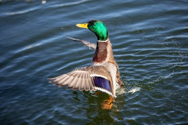 Drake Mallard Duck Flapping His Wings Lake Green Head Bird Stock Photo