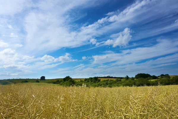 Letní Krajina Polí Mraky Modrá Obloha — Stock fotografie