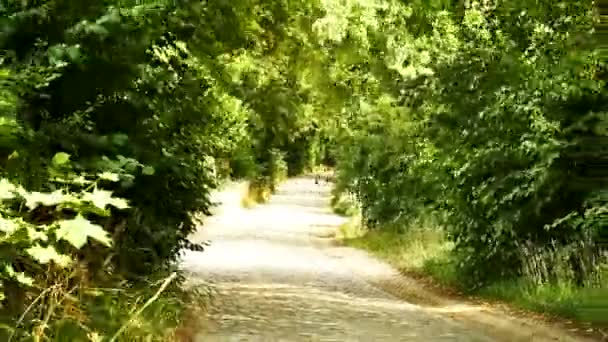Asfalt Yol Ağaçları Arasında Timelapse — Stok video