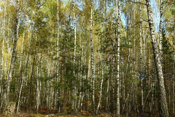 桦树林 秋天的桦树森林 — 图库照片
