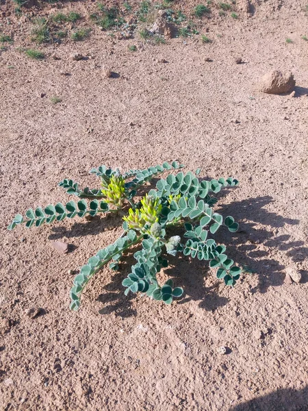 Montañas Turkmenistán Pie Las Montañas Kuiten —  Fotos de Stock