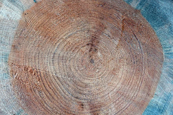 Jaarlijkse Ringen Van Het Hout Textuur Van Kofferbak Gezaagd Ruwe — Stockfoto