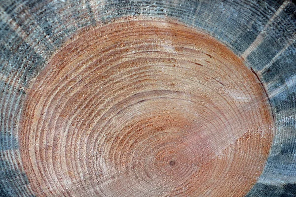 每年的木材环 树干锯的纹理 粗糙的纹理 — 图库照片